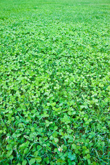 Detail of a beautiful fresh and green clover field