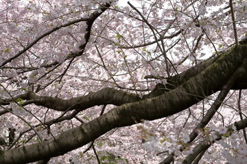 恩田川の桜