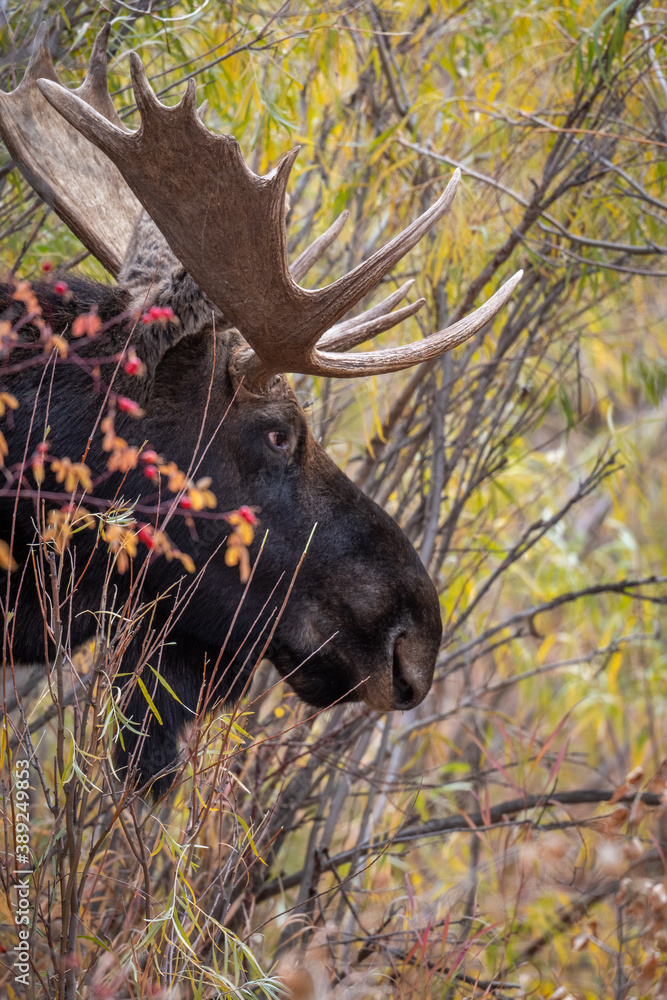 Wall mural bull moose in the woods