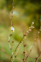 Autumn. Dried flowers at garden