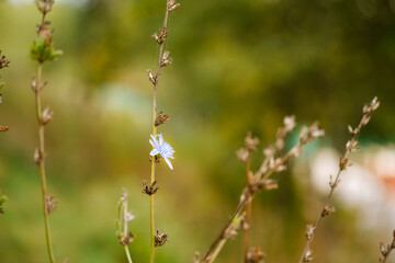 Autumn. Dried flowers at garden