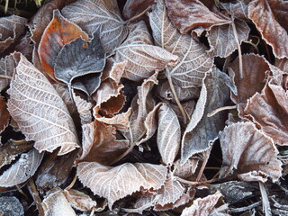 Litière de feuilles mortes au sol en automne, constituant un mulch de permaculture, avec du givre