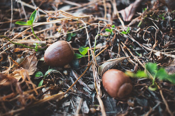 Acorn