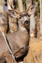 Mule Deer in the Pike National Forest
