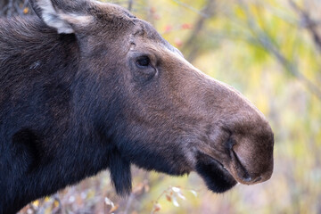 Portrait of a moose cow