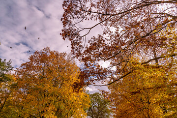 Herbstlich gefärbte Baumkronen