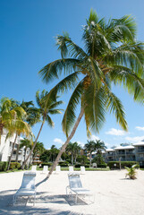 Fototapeta na wymiar Grand Cayman Island Beach Palms