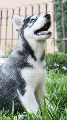 Pequeño cachorro husky siberiano negro sonriendo sentado en el jardín
