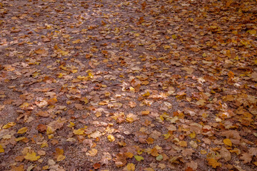 Gefallenes Herbstlaub