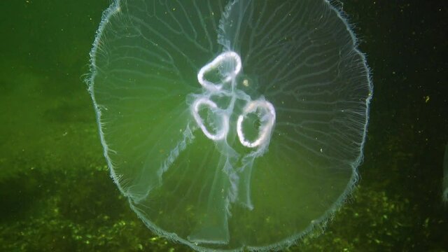 3 jellyfish gonads Aurelia aurita (moon jelly, jellyfish, common jellyfish, or saucer jelly). Fauna of the Black Sea