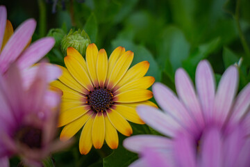 Beautiful macro yellow natural flower