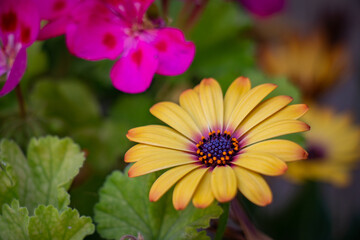Beautiful macro yellow natural flower