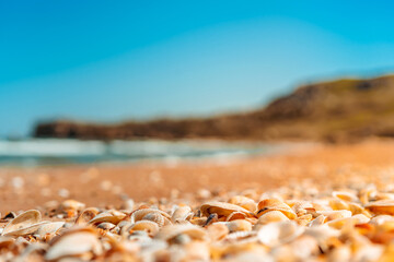 Beach covered with seashells, background image of seashells, closely photographed