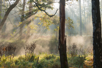 Poranna mgła unosząca się nad rzeką płynącą przez las.