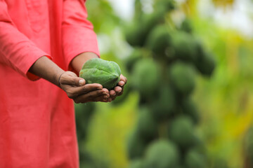 Naklejka na ściany i meble Indian farmer holding papaya fruit in hand at field