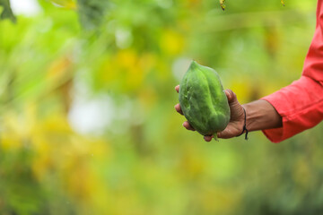 Indian farmer holding papaya fruit in hand at field