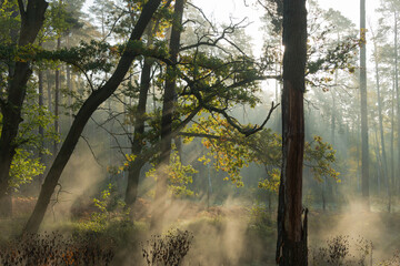 Poranna mgła unosząca się nad rzeką płynącą przez las. - obrazy, fototapety, plakaty