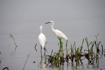 Egret on the Victoria lake in Tanzania