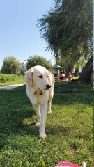 dog in the park