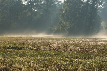Jesienna, poranna mgła unosząca się w słoneczny poranek nad łąkami.