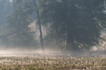 Jesienna, poranna mgła unosząca się w słoneczny poranek nad łąkami. - obrazy, fototapety, plakaty