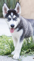 Pequeño cachorro husky siberiano negro sonriendo sentado en el jardín