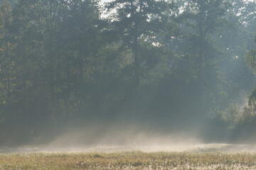 Jesienna, poranna mgła unosząca się w słoneczny poranek nad łąkami.