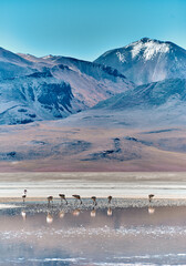 Laguna colorada in Bolivia, Amazing landscape