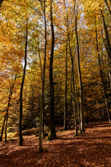 Autumn in the forest