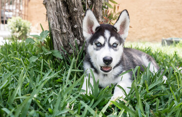 Pequeño cachorro husky siberiano negro sonriendo sentado en el jardín