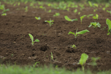 Small banana plant row with black soil at field