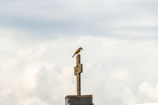Cemitério Santana, na cidade de Goiânia.  Pássaro descansando na cruz no topo de um mausoléu.