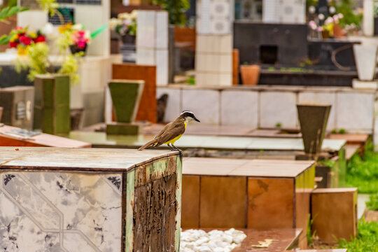 Um pássaro em túmulo no cemitério. Cemitério Santana, na cidade de Goiânia.