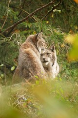 Naklejka premium Herbstausflug