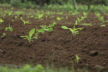 Small banana plant row with black soil at field