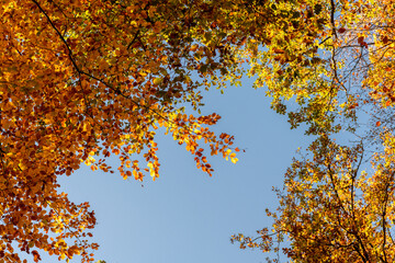 Autumn in the forest