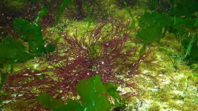 Algae of the Black Sea. Red and Green algae (Ceramium, Ulva, Enteromorpha) on the seabed in the Black Sea