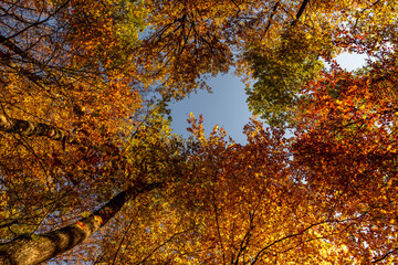 Autumn in the forest
