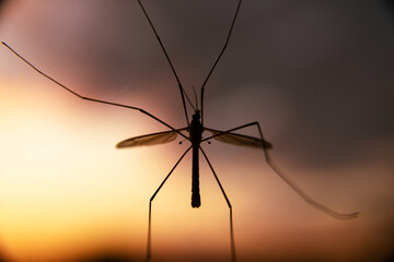 Caramora or giant mosquito shot close-up through glass