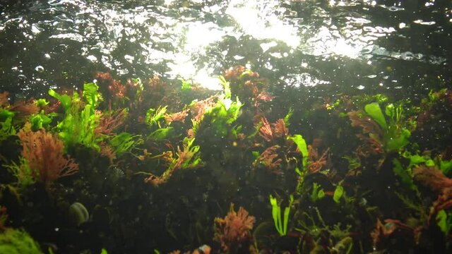 Algae of the Black Sea. Red and Green algae (Ceramium, Ulva, Enteromorpha) on the seabed in the Black Sea