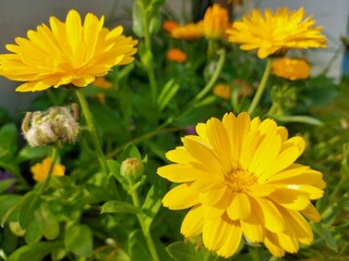 Close-up yellow flowers in the middle of green grass. High quality photo