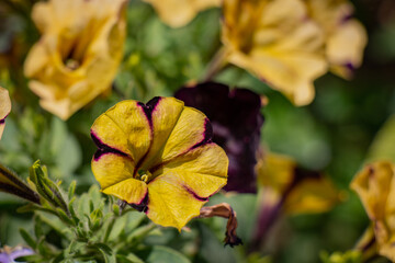 Beautiful macro yellow natural flower