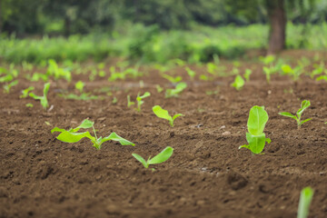 Small banana plant row with black soil at field