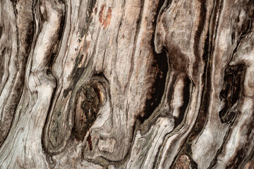 The texture of a pine tree trunk without bark exposed by wind and rain, by atmosphere