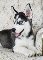 Fototapeta na wymiar Pequeño cachorro perrito husky siberiano negro con ojos azules sentado en un sillón