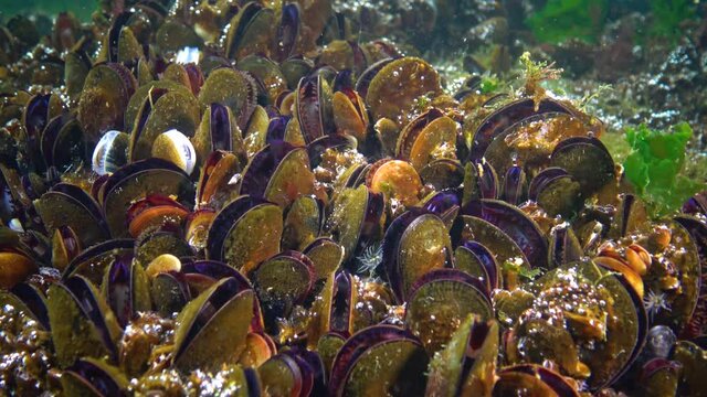 Close-up, clam shells on the seabed. Mediterranean mussel (Mytilus galloprovincialis). Black Sea
