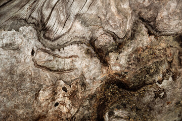 The texture of a pine tree trunk without bark exposed by wind and rain