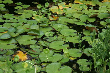 lilies in the pond