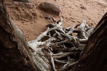Old woven roots without pine bark blurred by the sea and dried by the wind