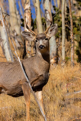 Mule Deer in the Pike National Forest